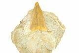 Otodus Shark Tooth Fossil in Rock - Morocco #292014-1